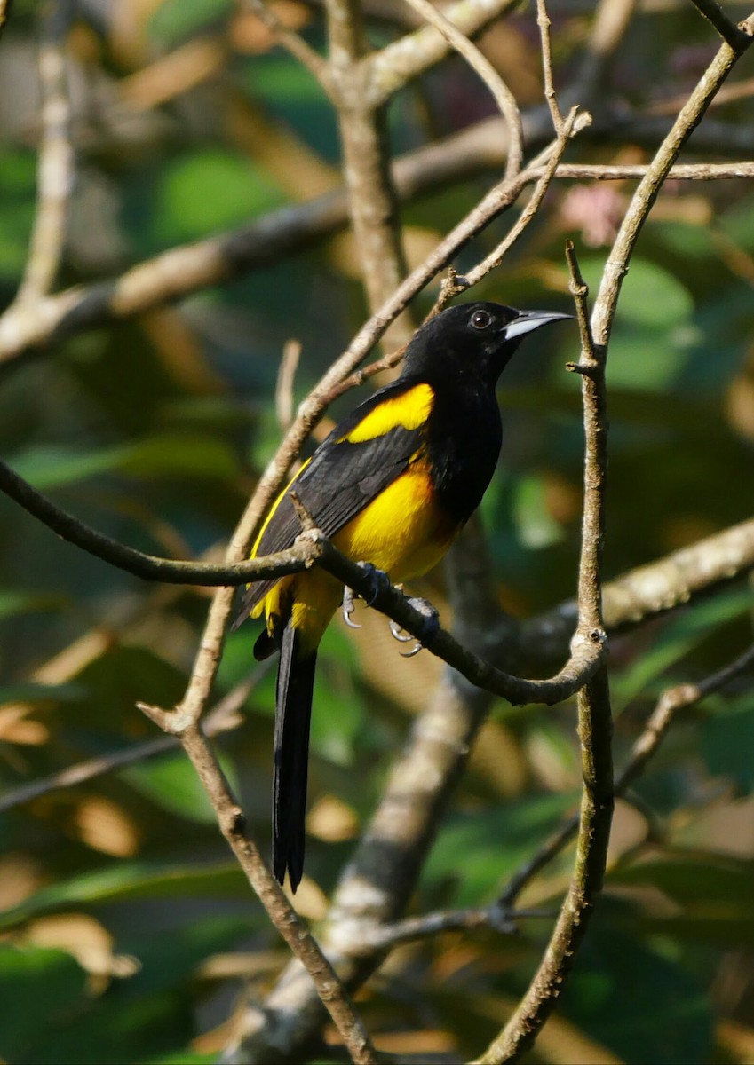 Black-cowled Oriole - ML251511821