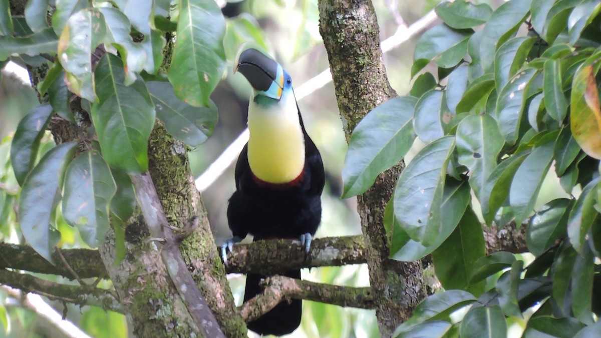 Channel-billed Toucan - Edwin Munera