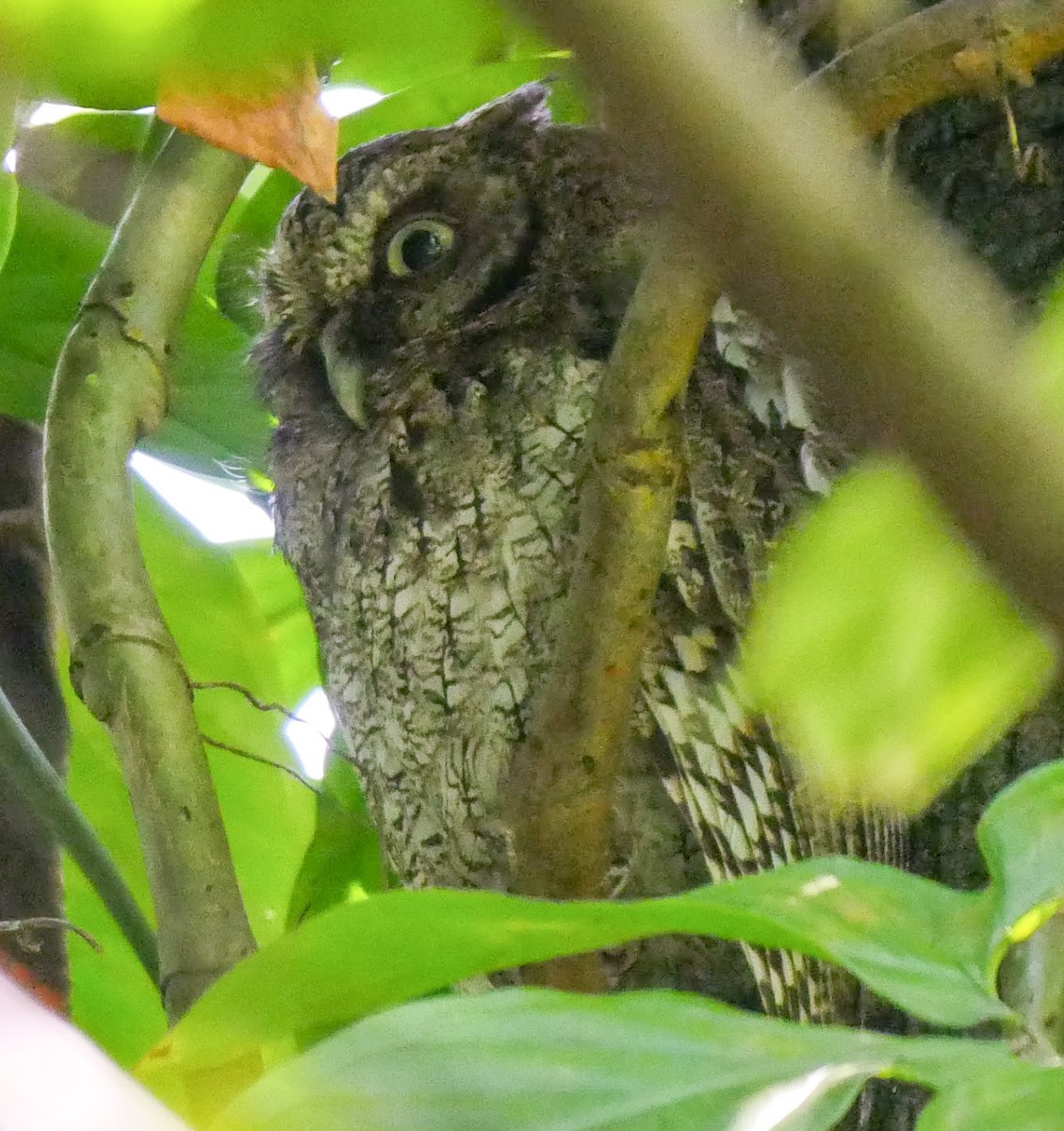 Middle American Screech-Owl (Middle American) - ML251513041