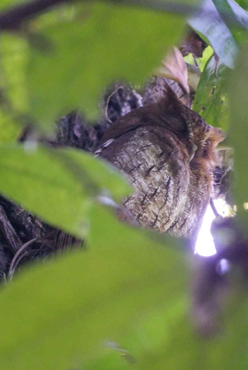Middle American Screech-Owl (Middle American) - ML251513081