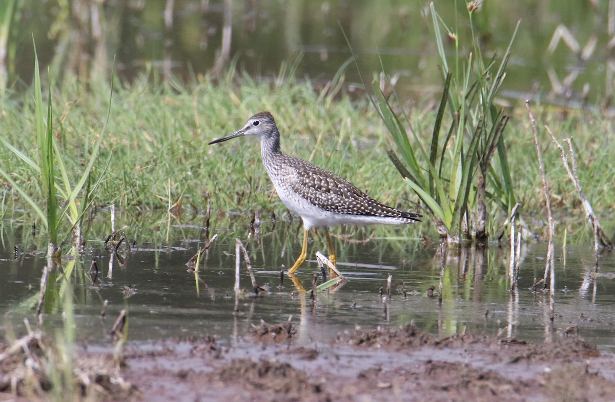 Greater Yellowlegs - ML251516291