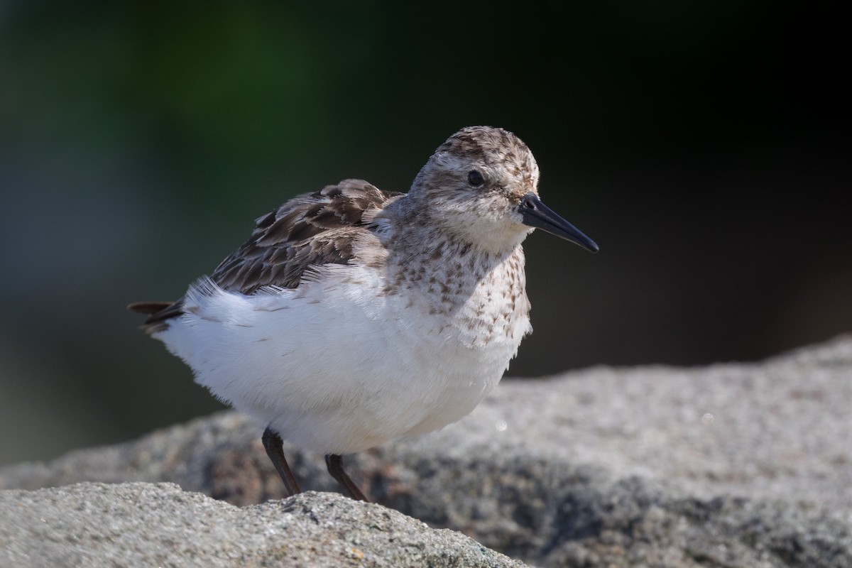 Semipalmated Sandpiper - Lyall Bouchard