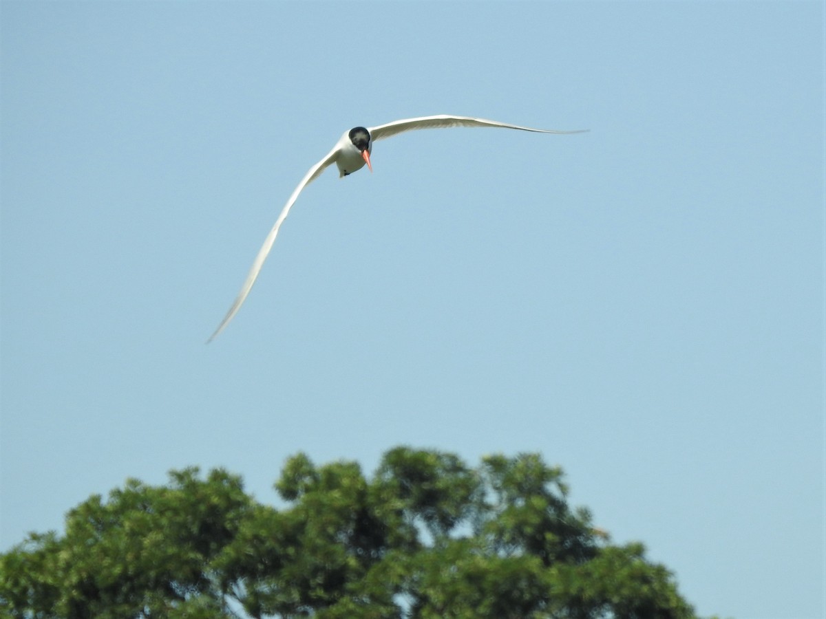 Caspian Tern - ML251519821