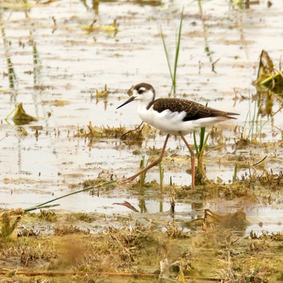 Black-necked Stilt - joy keown