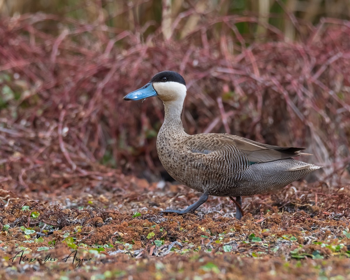 Puna Teal - Alexander Ayma COAP-CUSCO