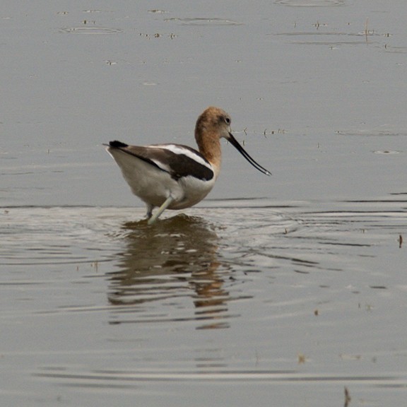 American Avocet - joy keown