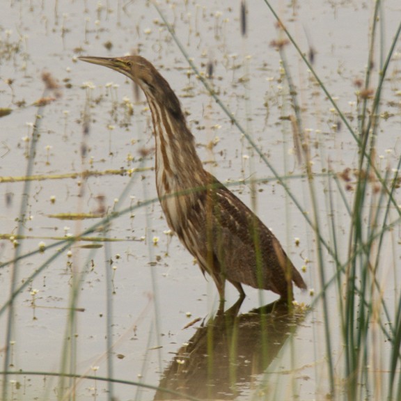 American Bittern - joy keown