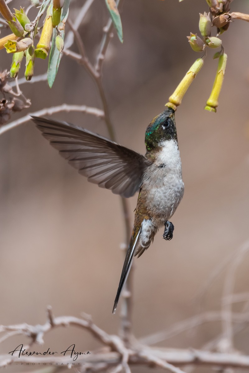 Colibrí Noble Oriental - ML251520621