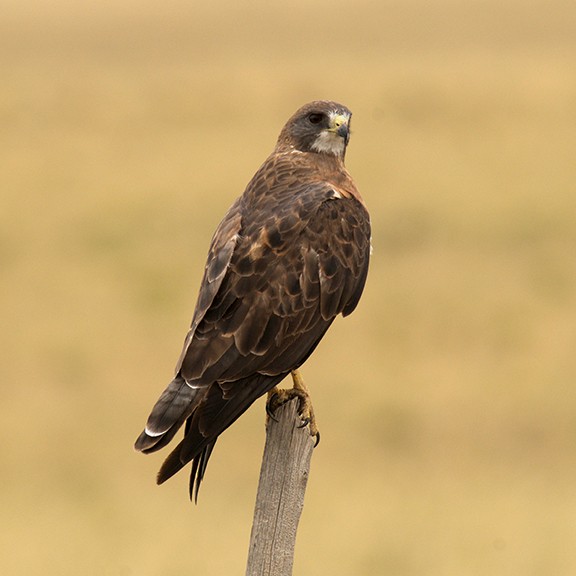 Канюк прерієвий - ML251520761