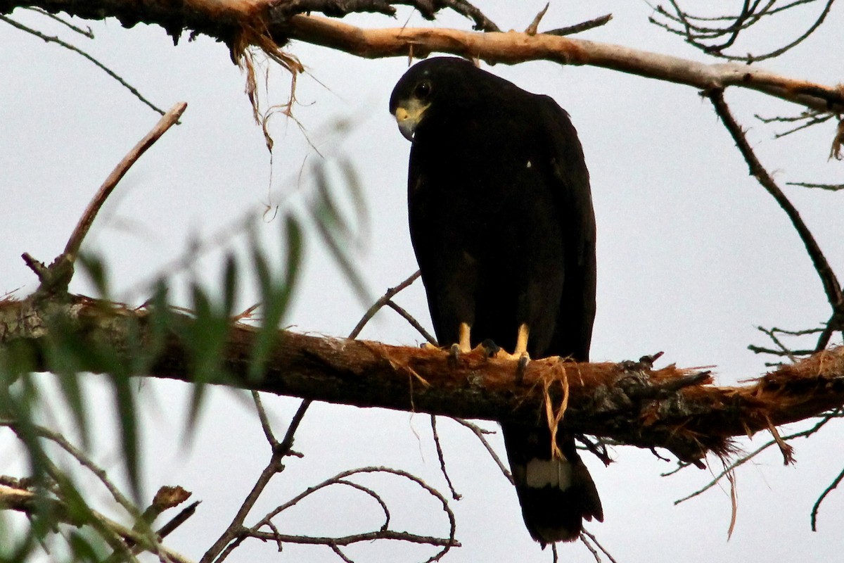 Zone-tailed Hawk - ML251522121