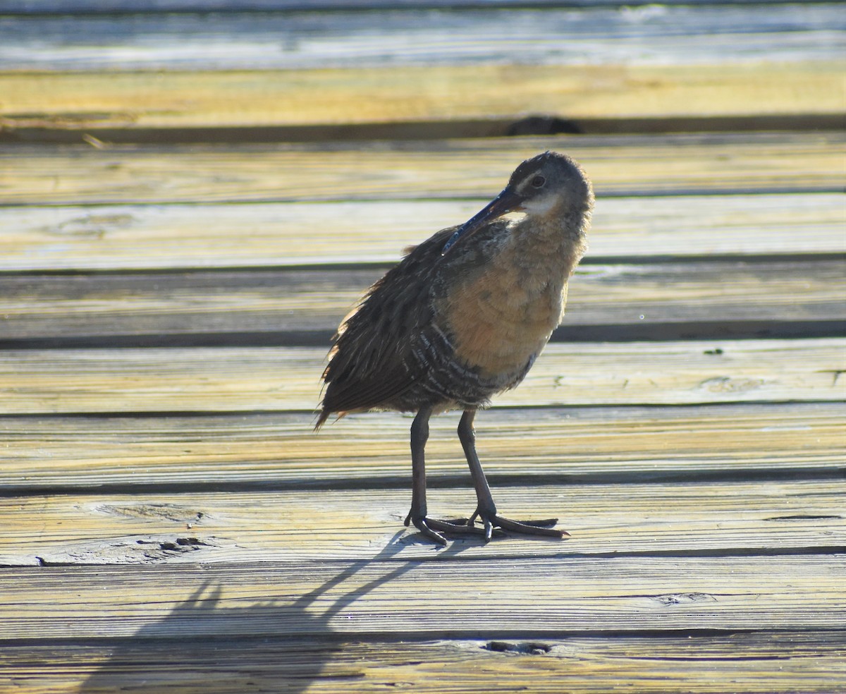 Clapper Rail - ML251522351