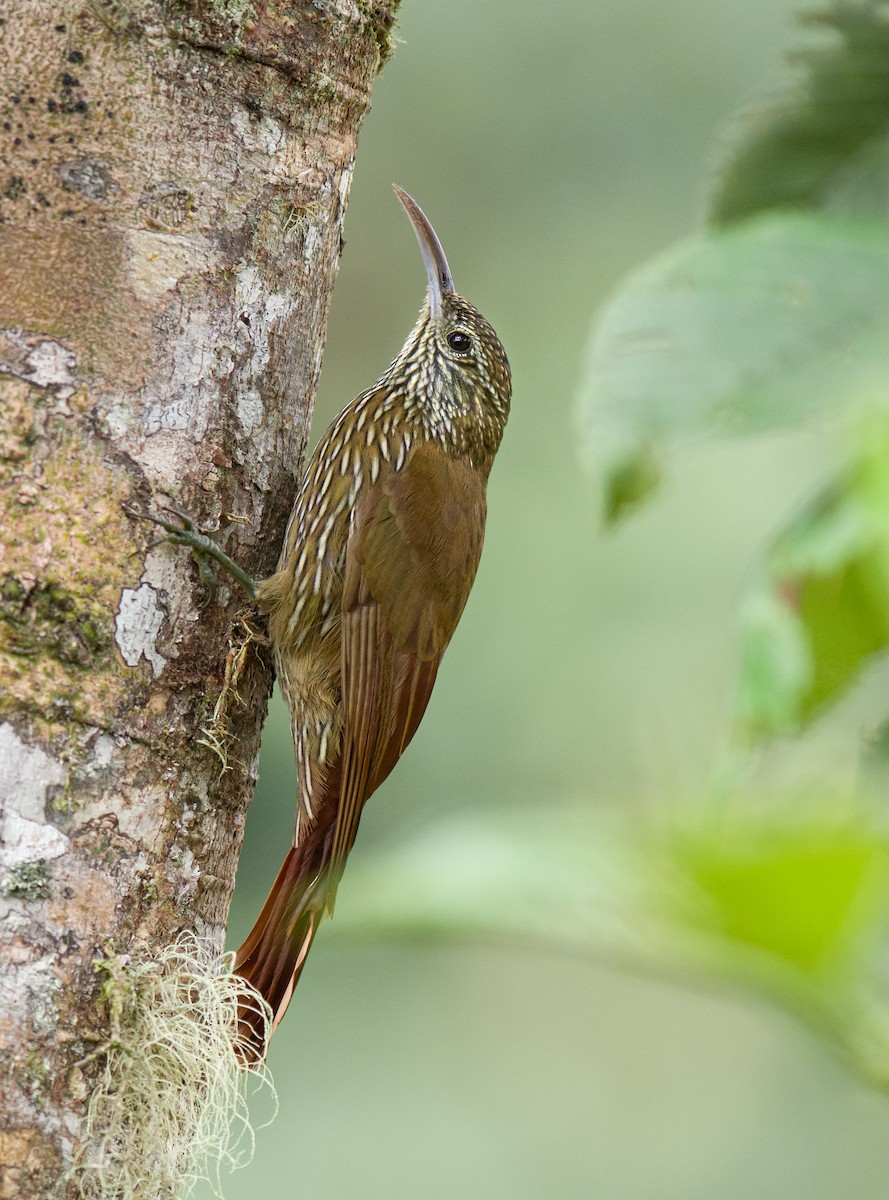 Montane Woodcreeper - Alex Luna