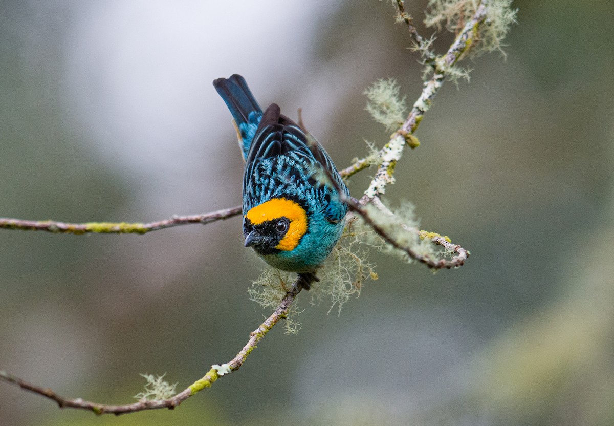 Saffron-crowned Tanager - Alex Luna