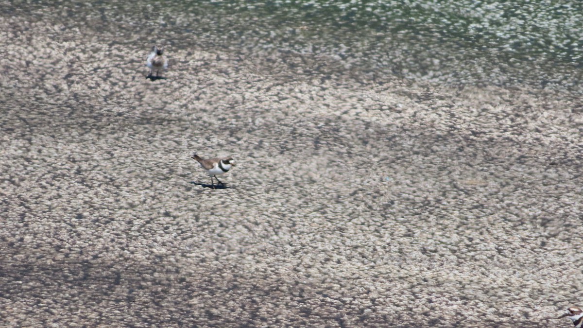 Semipalmated Plover - ML251526501