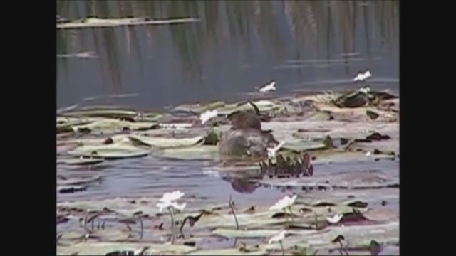טבלן גמדי (דרום מזרח אסייתי) - ML251526751