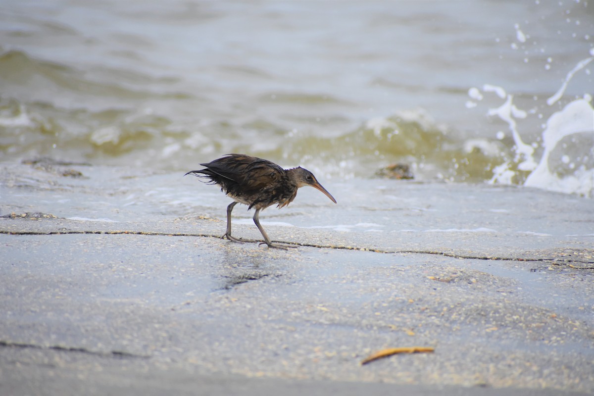 Clapper Rail - Mark Greene