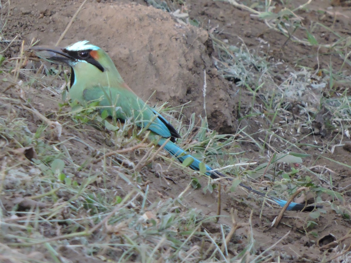 Turquoise-browed Motmot - ML251528461