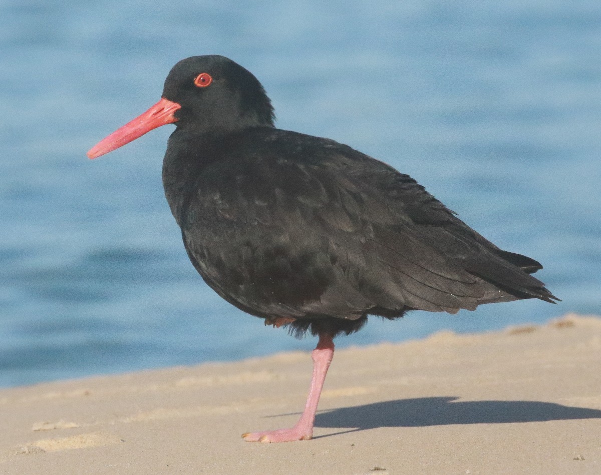 Sooty Oystercatcher - ML251529311