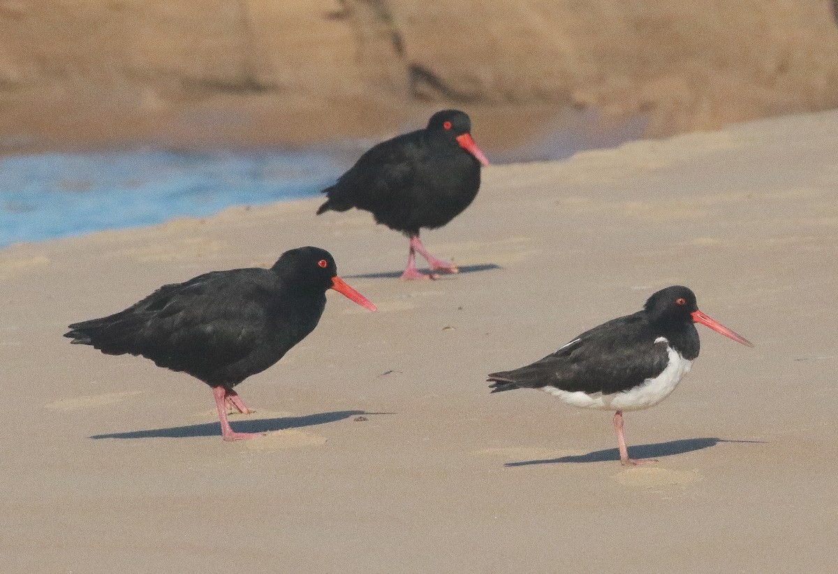 South Island Oystercatcher - ML251529331