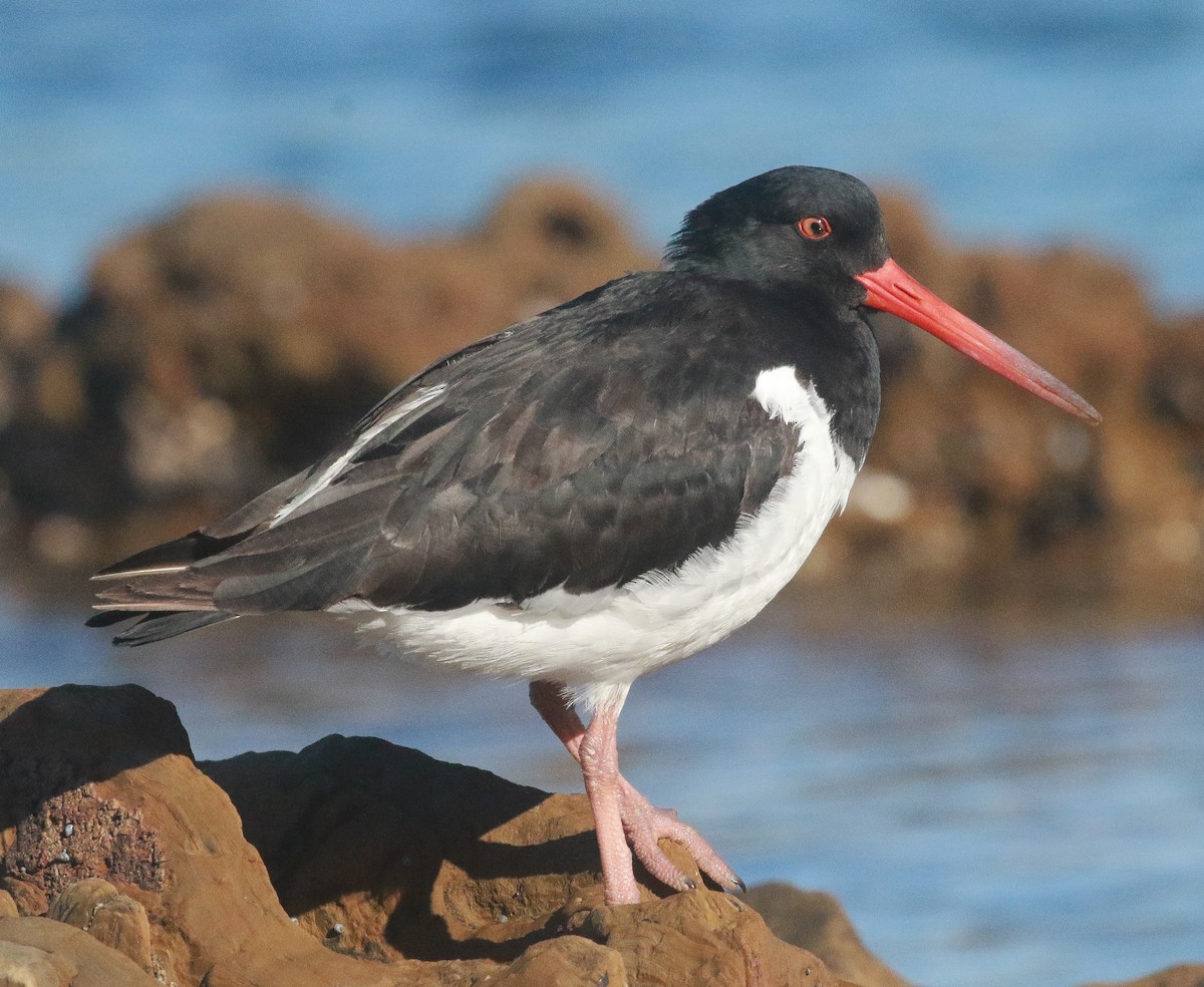 South Island Oystercatcher - ML251529411