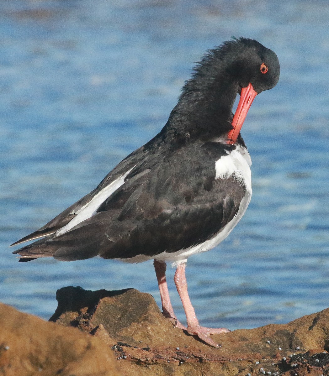 South Island Oystercatcher - ML251529601