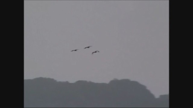 Australian Pelican - ML251529641