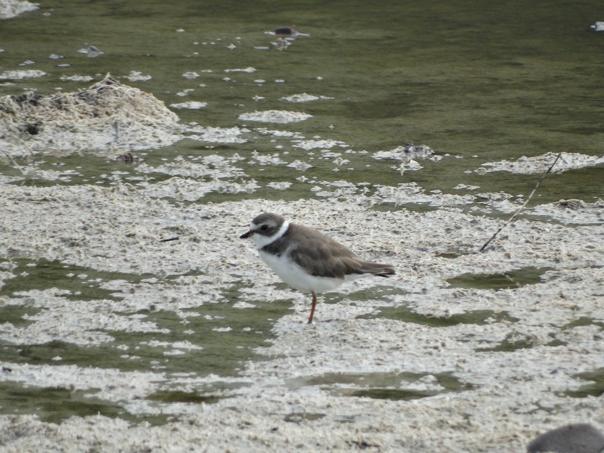 Semipalmated Plover - Kenrith Carter