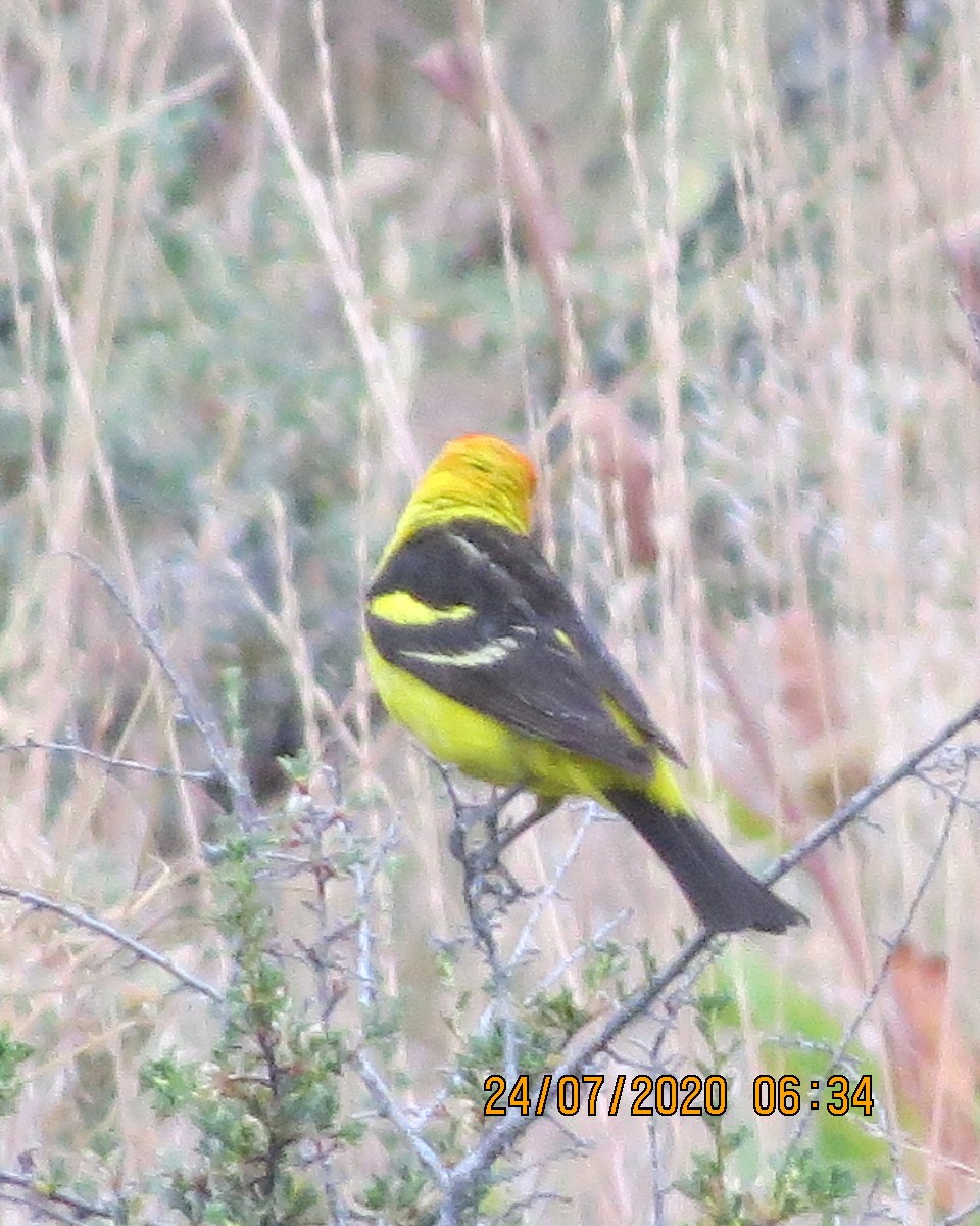 Western Tanager - ML251530641