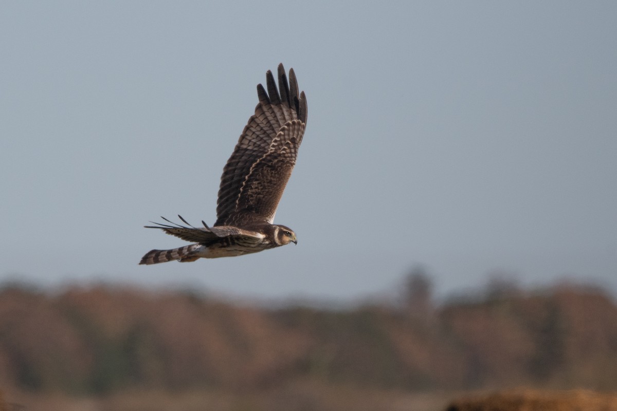 Long-winged Harrier - Pablo Re