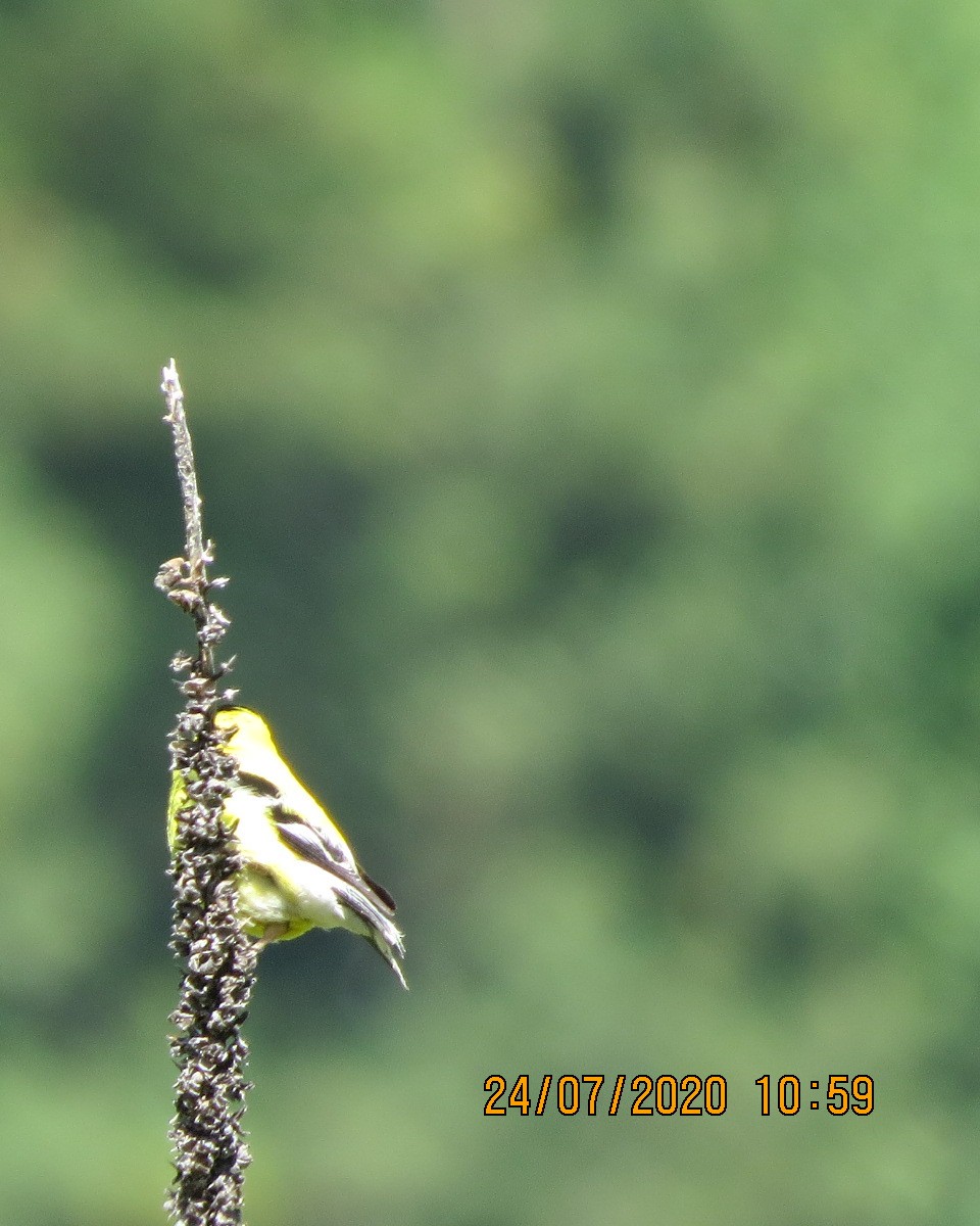 American Goldfinch - ML251530961