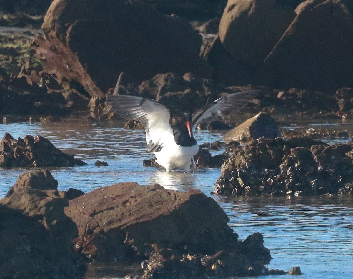 South Island Oystercatcher - ML251530971