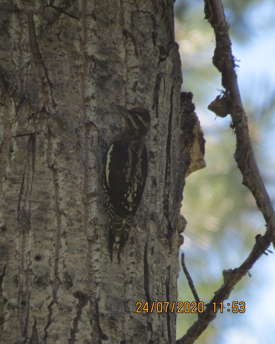 Red-naped Sapsucker - ML251531081