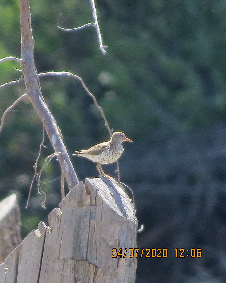 Spotted Sandpiper - ML251531151