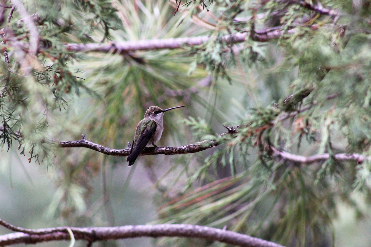 ノドグロハチドリ - ML251533161