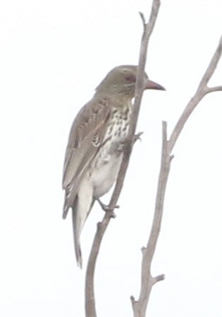 Olive-backed Oriole - Derek Stokes