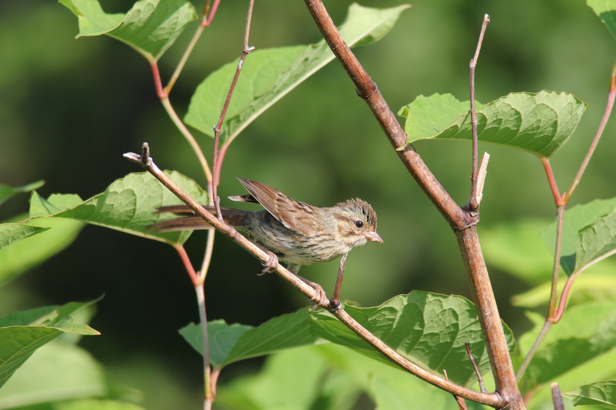 Song Sparrow - ML251535781