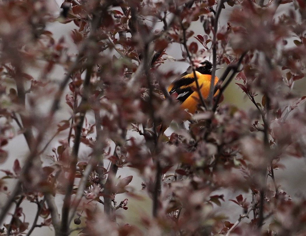 Baltimore Oriole - Amy Swarr