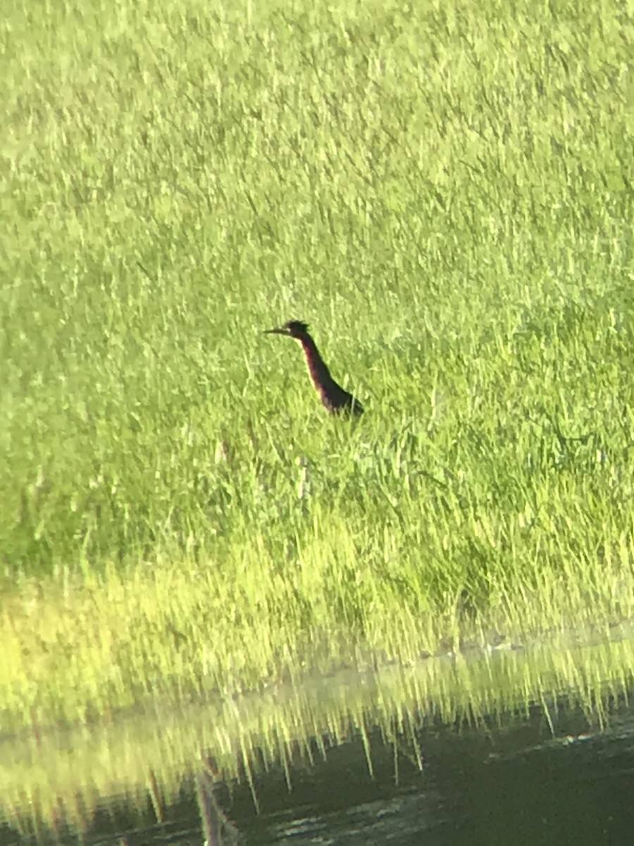 Green Heron - ML251536981