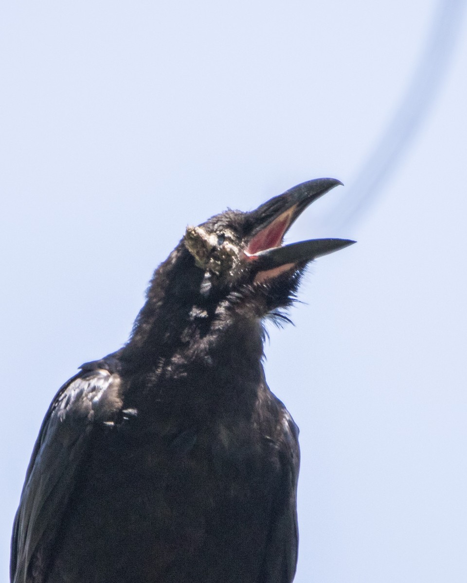 Common Raven - ML251537731