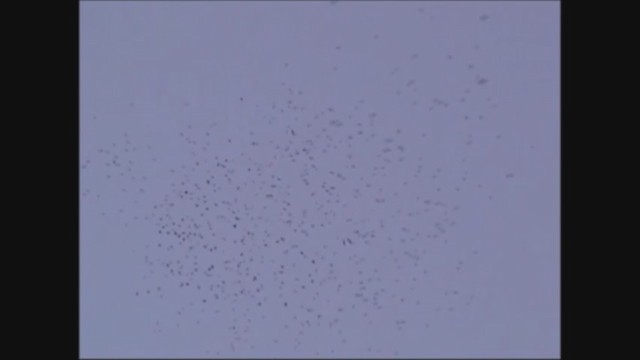 שדמית מזרחית - ML251538081
