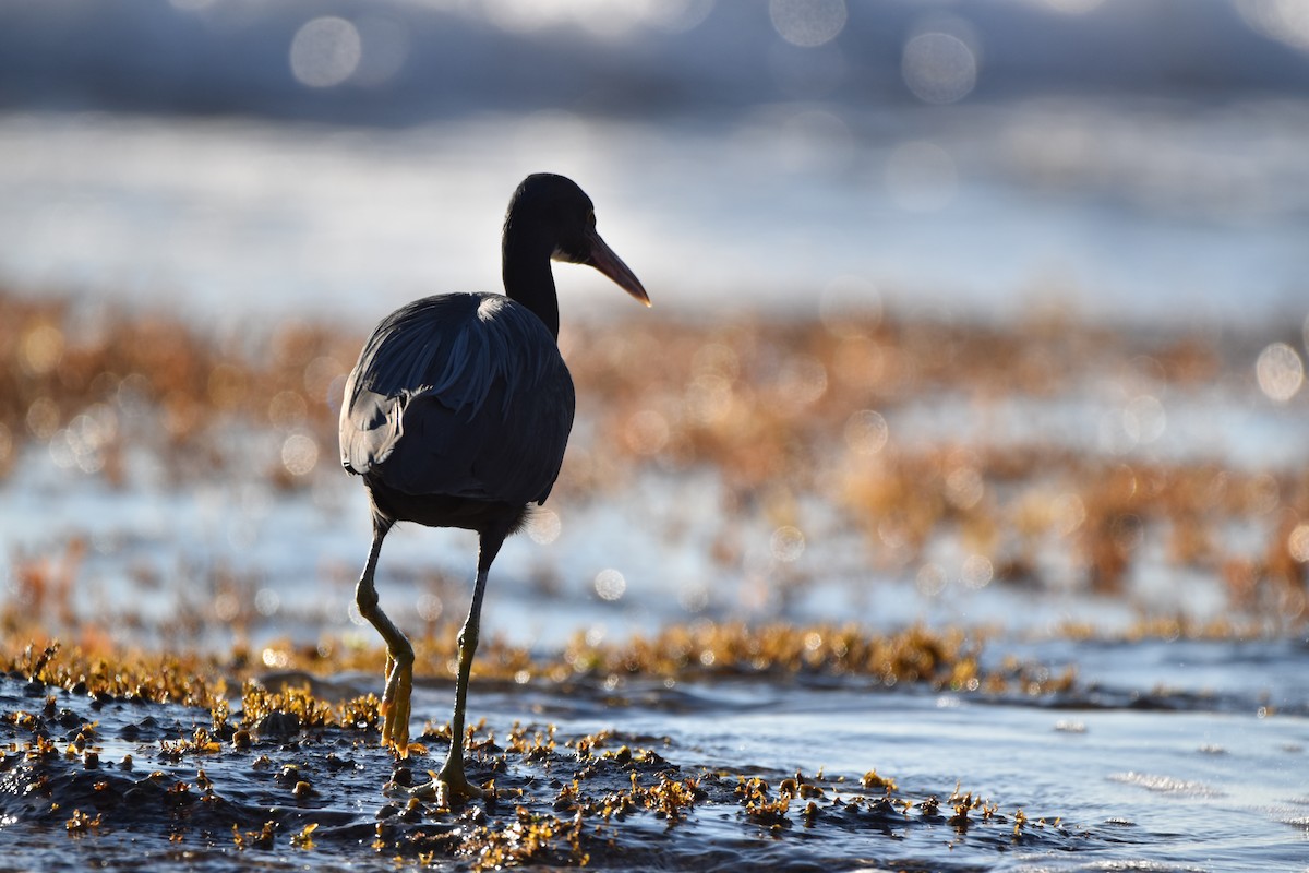 Pacific Reef-Heron - ML251538641