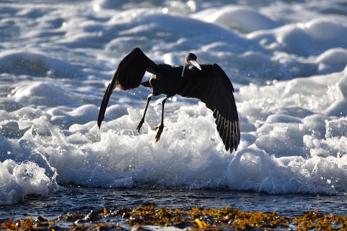 Pacific Reef-Heron - Drew Davison