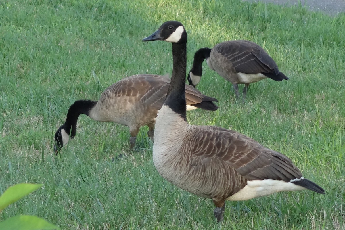 Canada Goose - ML251539001