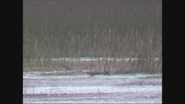 Swinhoe's Snipe - ML251539381