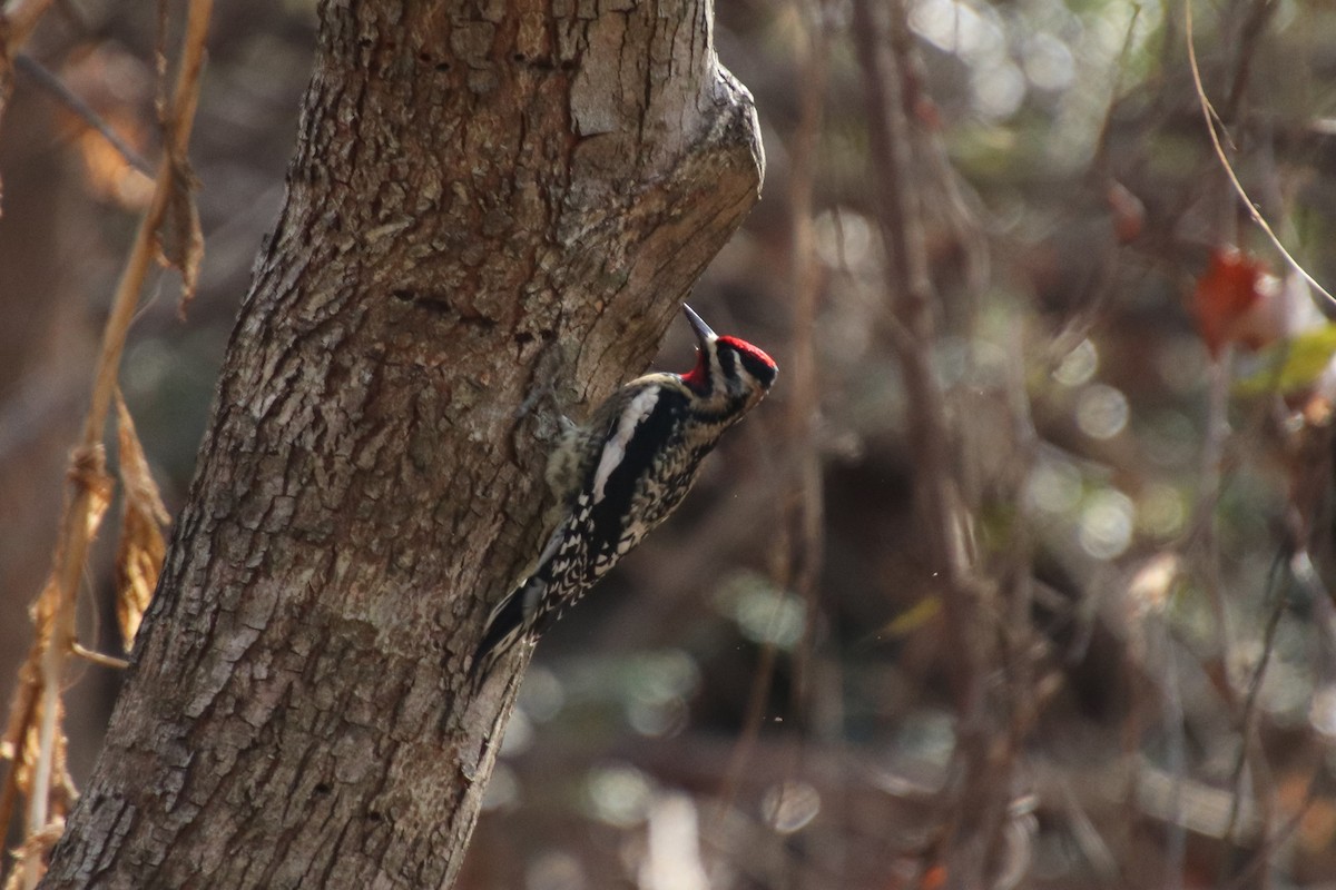 Yellow-bellied Sapsucker - ML251542091