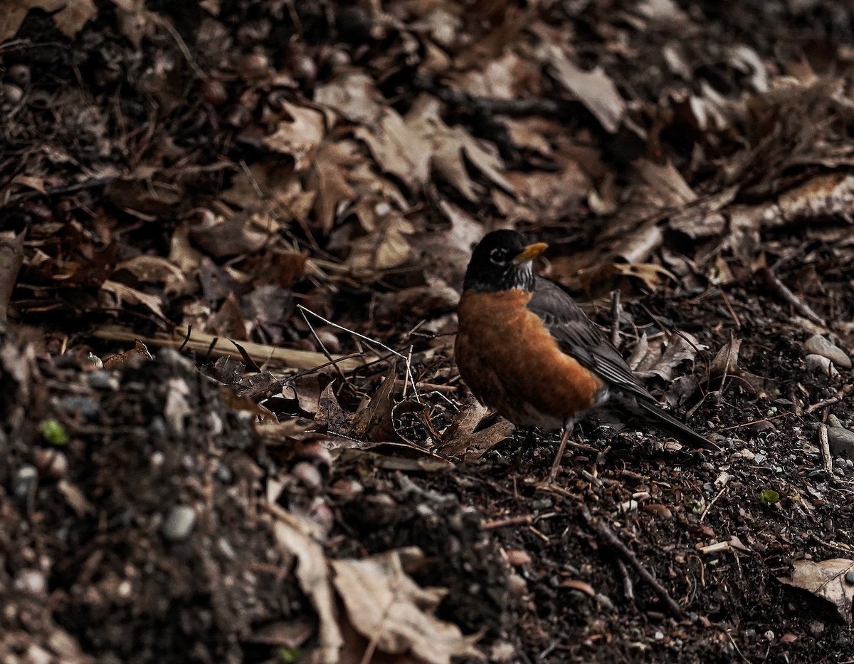 American Robin - Amy Swarr