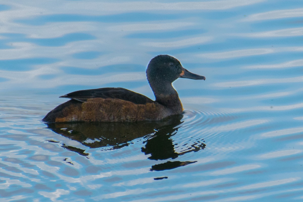 Black-headed Duck - ML251547271