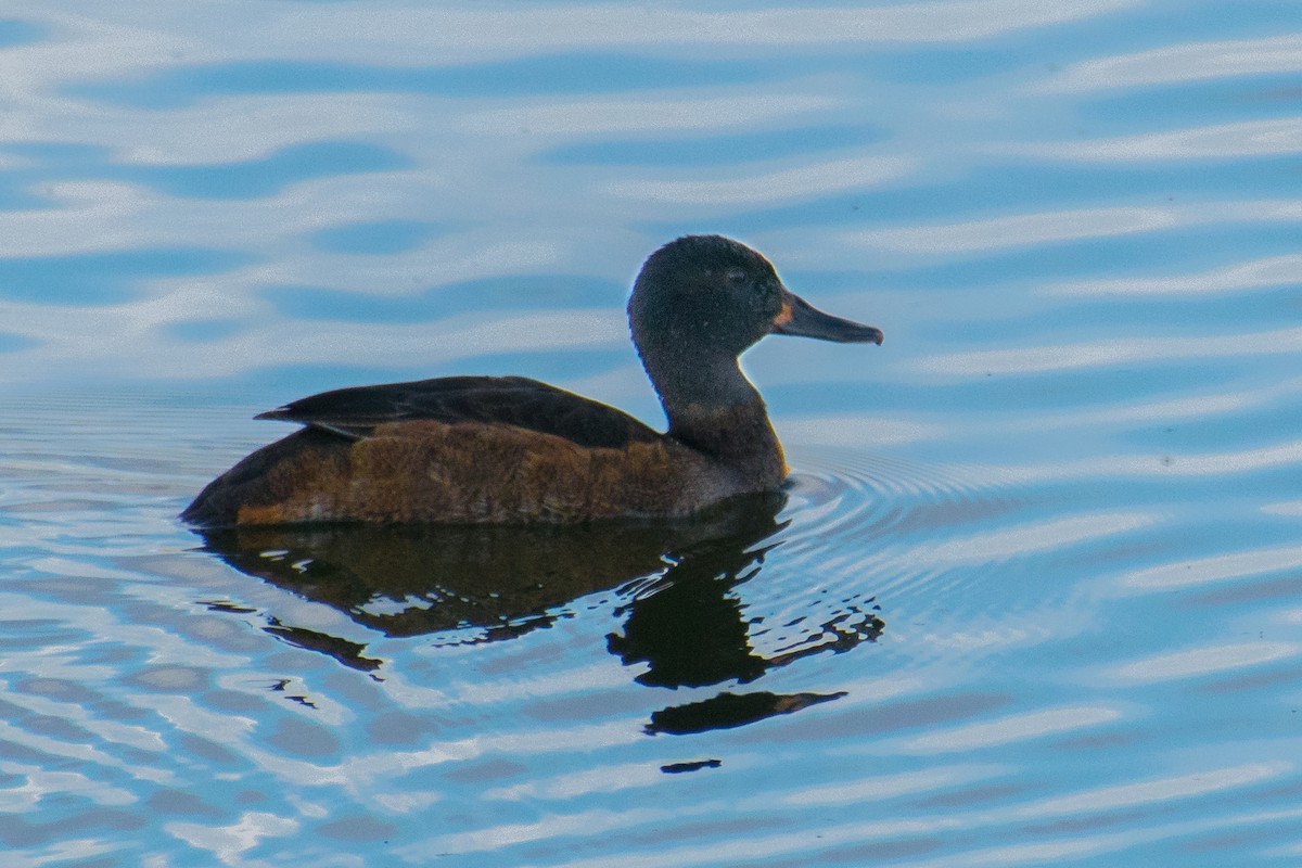 Black-headed Duck - Claudio Martin