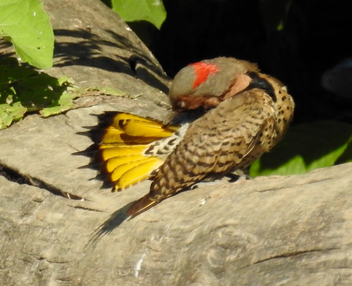 Northern Flicker (Yellow-shafted) - Uli MacDonald