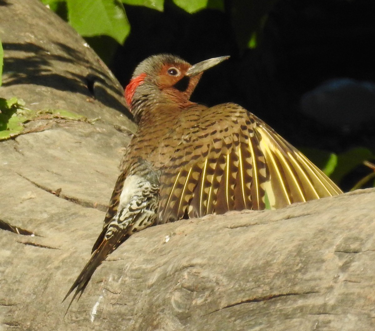 Northern Flicker (Yellow-shafted) - Uli MacDonald